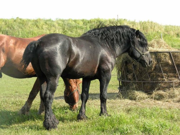 caballo caballo